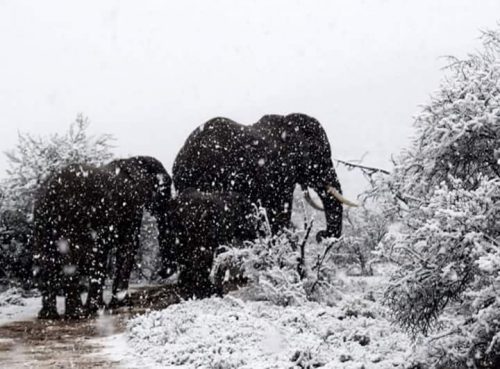 Slony a žirafy v snehu